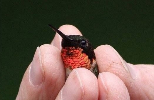 L’uccello più piccolo del mondo: pesa quanto 1 centesimo ma mangia 1500 fiori al giorno