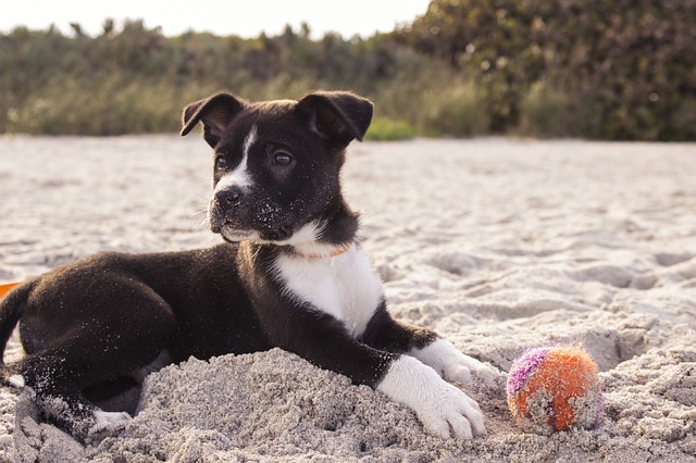 come i cani riconosco il nome degli oggetti