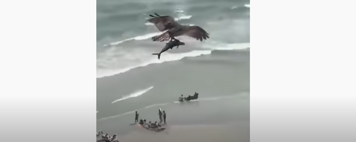 Falco pescatore cattura uno squalo e lo porta in volo con sé: le immagini incredibili