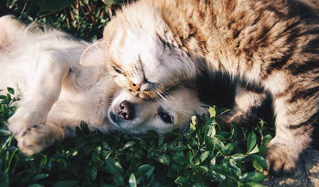Gattino rifiutato dalla madre viene adottato da un cane: trattenete le lacrime