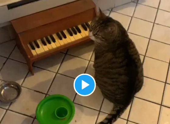 Quando il gatto ha fame suona il pianoforte: il [VIDEO] è incredibile