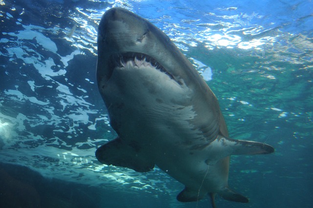 Terrore in mare: squalo bianco di tre metri esce dall’acqua e sfiora una barca, ma… [FOTO]
