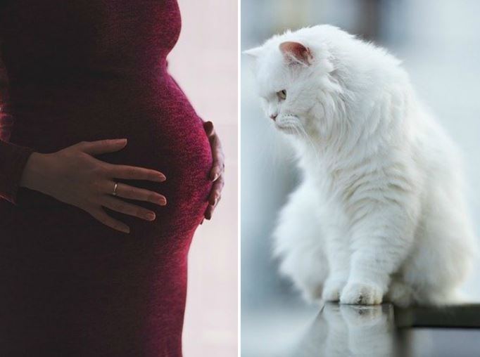 Perché i gatti capiscono che la loro padrona è incinta? Sentono l’odore del…