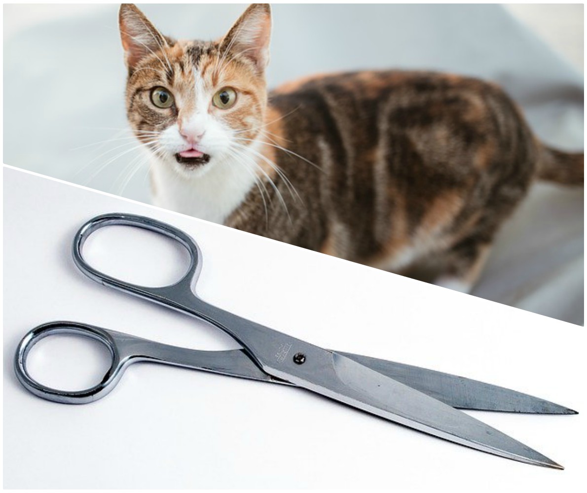 Perché i gatti hanno paura delle forbici? Lo associano al taglio delle…
