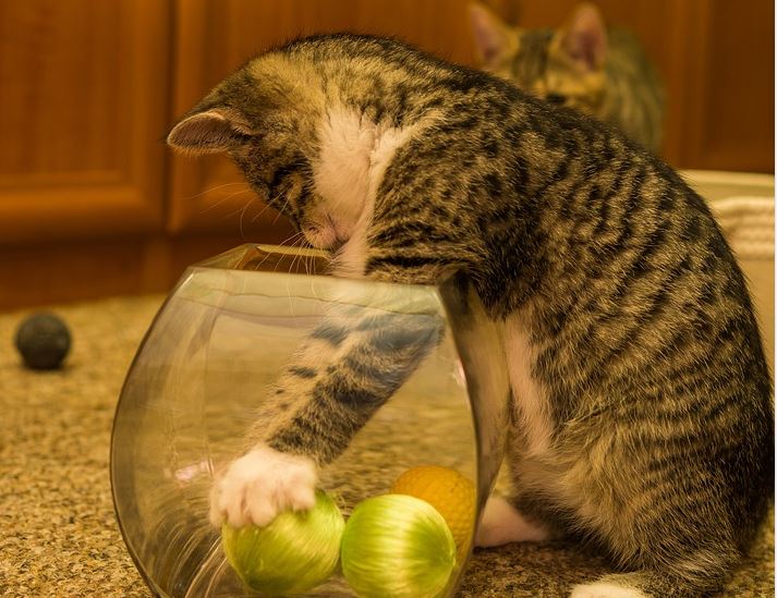 Perché il gatto mette i giochi nella ciotola per l’acqua? Vuole insegnarci a…