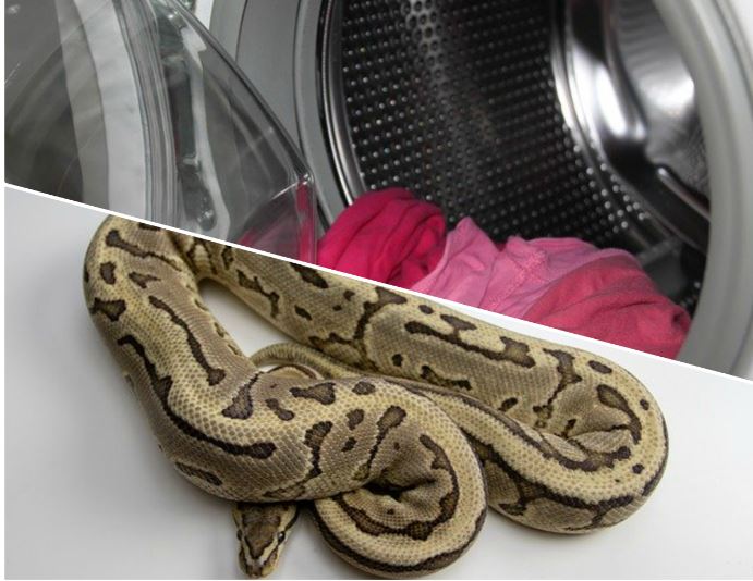 Apre il cestello della lavatrice e tra i vestiti spunta un serpente di due metri