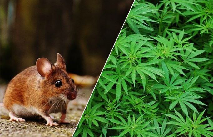 Topo mangia foglie di cannabis: sviene per una settimana e…