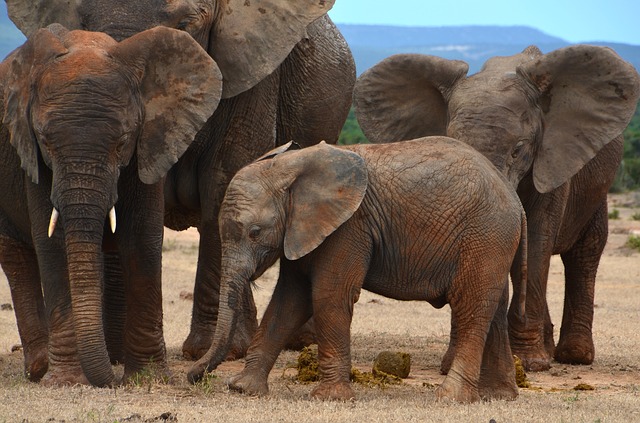 Famiglia di elefanti passeggia in strada indisturbata: traffico bloccato [FOTO]