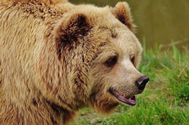 orso