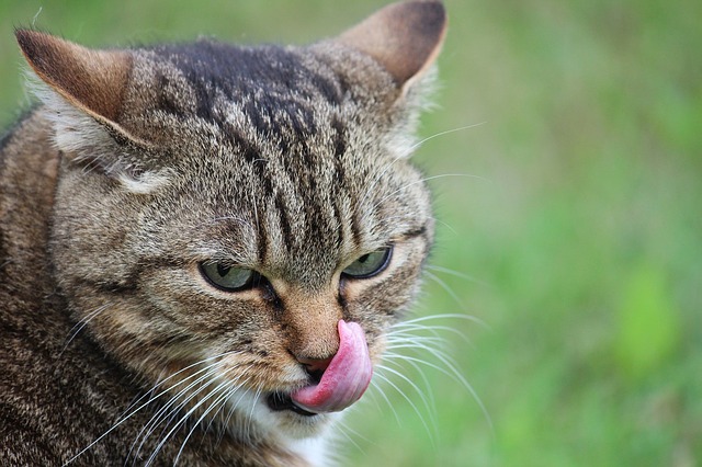 Perché il gatto ha la lingua ruvida? Serve per aiutarlo nella…