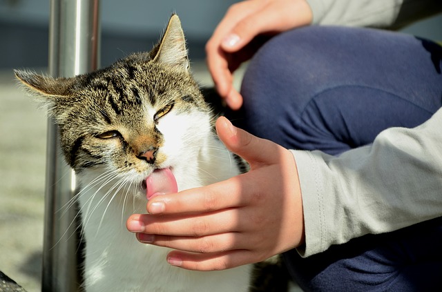 Perché la saliva del gatto può essere pericolosa? Contiene…