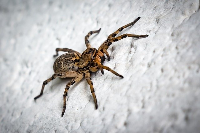 Trovato uno tra i ragni più pericolosi al mondo: il suo morso è letale [FOTO]