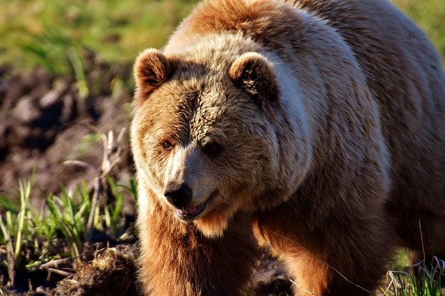 orso