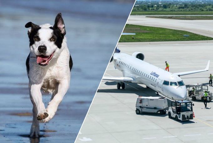 cane blocca aeroporto