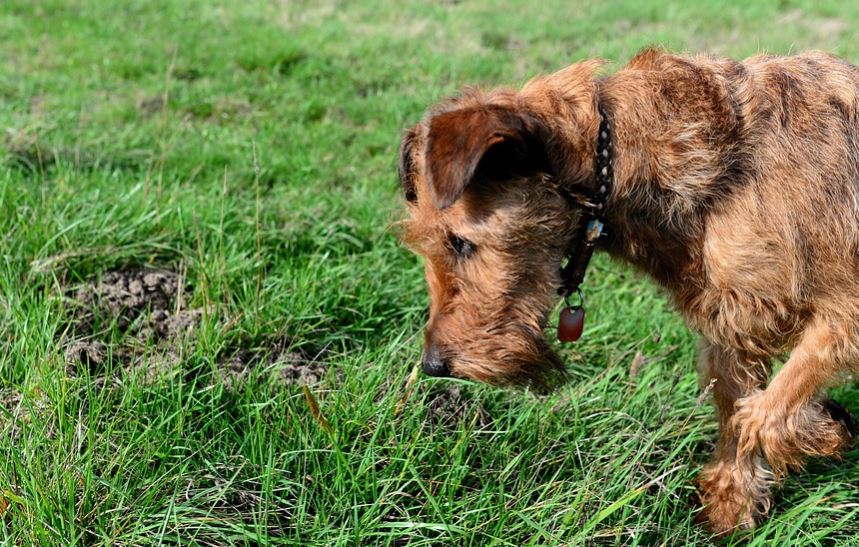 Un cane scava una strana buca: il motivo è agghiacciante