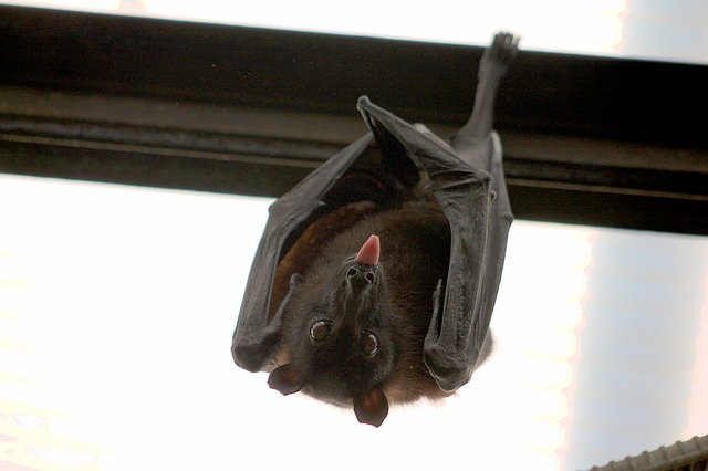 Entra in un palazzo: attaccato alla finestra trova un pipistrello enorme pronto a…