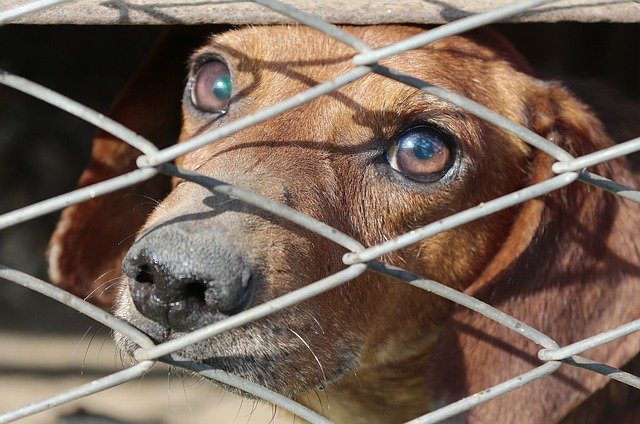 Storia straziante: un cane chiuso per tre anni in uno sgabuzzino, oggi è trasformato