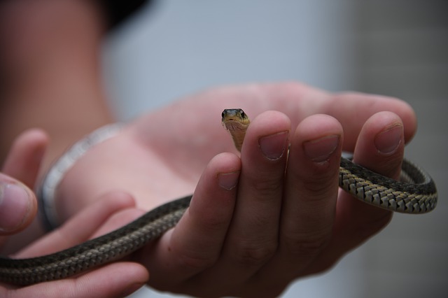 Compra un serpente di 20 cm, ma fa una scoperta agghiacciante: 5 metri di…