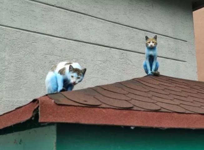 Decine di gatti blu spuntano in un parcheggio: il motivo è agghiacciante