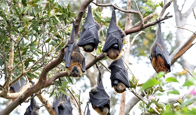 Spaventosa invasione di pipistrelli in Australia: “Sembra un tornado” [VIDEO]