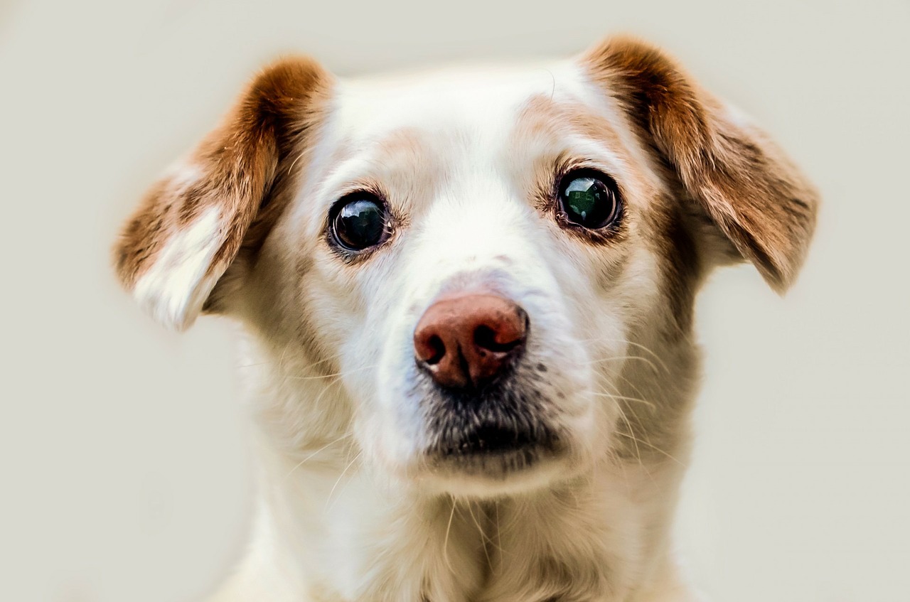 Cane, la malattia degli occhi che deve farci preoccupare: come riconoscerla