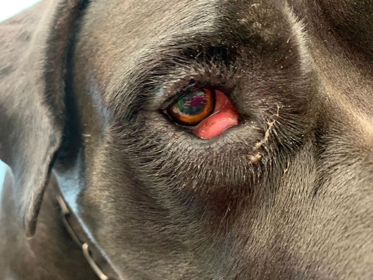 Cherry eye nei cani: “terza palpebra” va curata in tempo, rischio danni permanenti