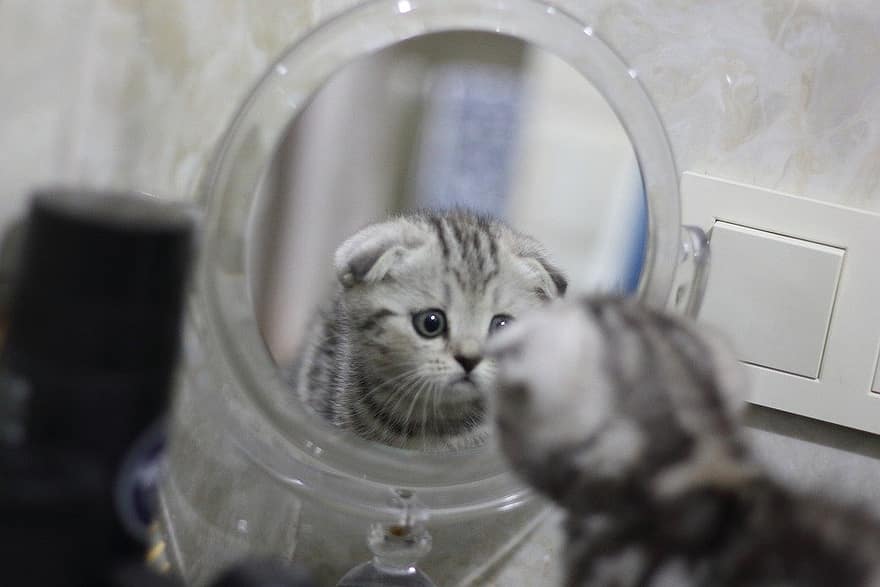 Cosa vedono i gatti quando si guardano allo specchio? Ecco perché si spaventano