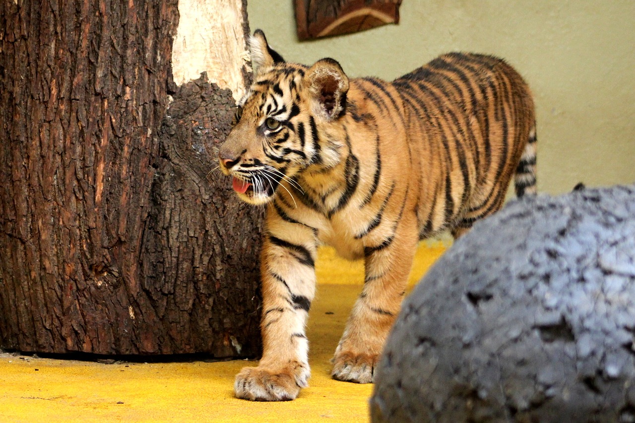 Comprano un gatto Savannah, ma a casa arriva una tigre: l’assurda storia di questa coppia francese