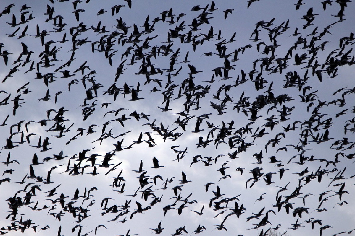 Aggressione uccelli stormo