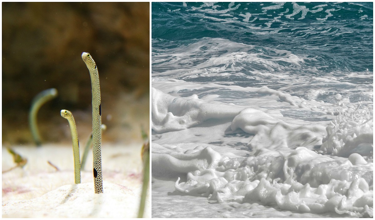 “Attenti ai serpenti marini”: strana schiuma ricopre tutta la spiaggia ed è panico tra la gente [VIDEO]
