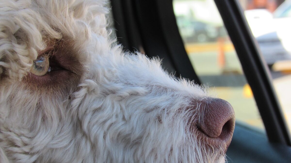 Lasciare il cane chiuso in auto è pericolosissimo: ecco perché potrebbe morire