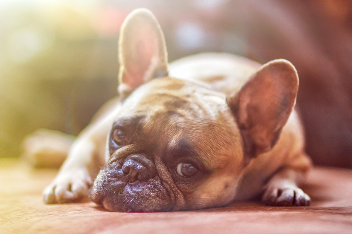 Cosa dare al cane quando vomita? Perché succede anche quando sta bene?