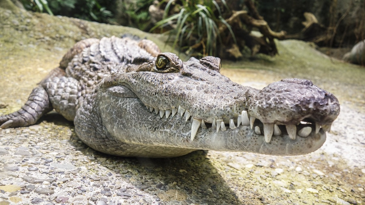 Trovato spaventoso coccodrillo gigante: lungo 5 metri e con il cranio grosso 65 cm