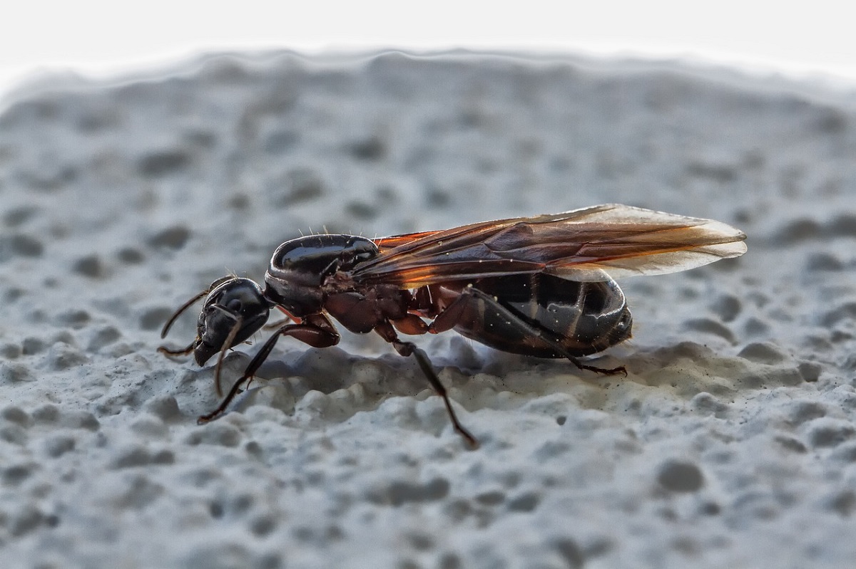 “Mi sono trovato circondato”: spaventosa invasione di formiche volanti terrorizza un’intera città