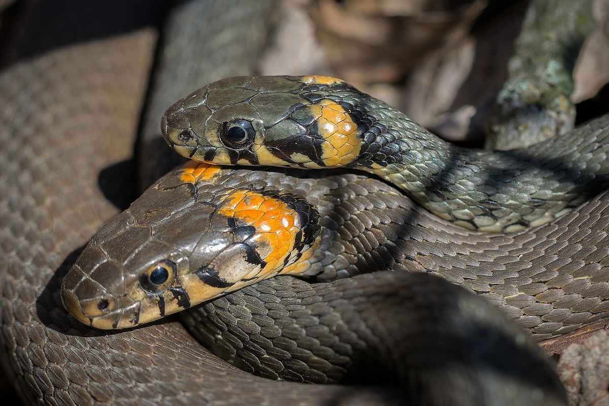 Trovato uno spaventoso serpente a due teste: una più aggressiva “minaccia” l’altra [FOTO]