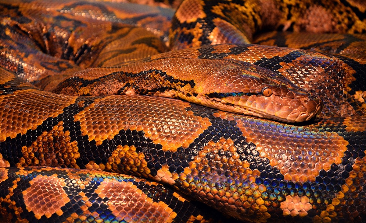 Serpente gigante Malesia