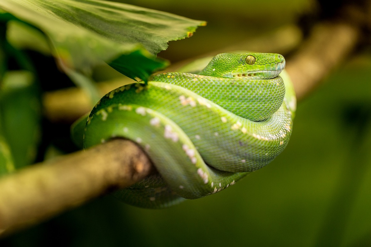 Scoperto serpente iridescente: rarissimo esemplare lucente che riflette i colori dell’arcobaleno [FOTO]