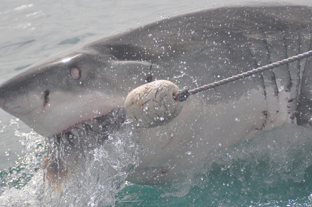 Qualcosa abbocca all’amo, ma uno squalo prova a rubare la preda: terrore per i pescatori [VIDEO]