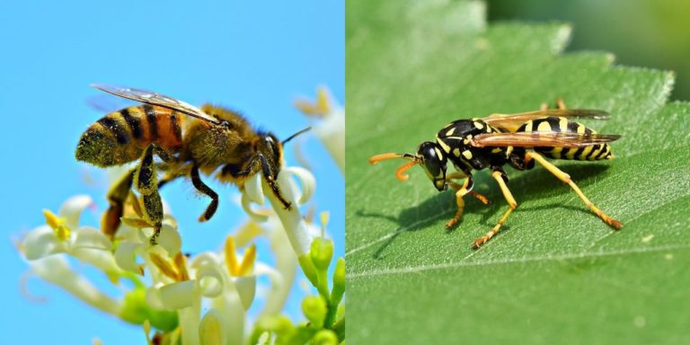 Differenza tra api e vespe: perché è importante saperle distinguere