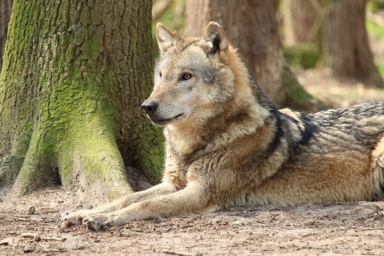 Il cane lupo: gli ibridi diventati animali domestici e le razze non riconosciute