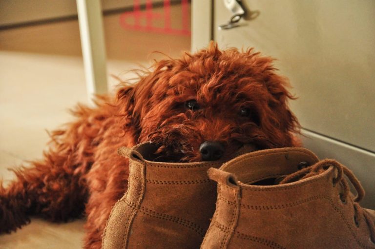 Il cane ruba spesso i calzini: alcuni dei motivi più insoliti