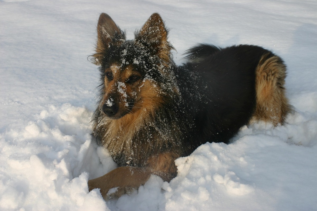 Cane salva proprietario incidente neve