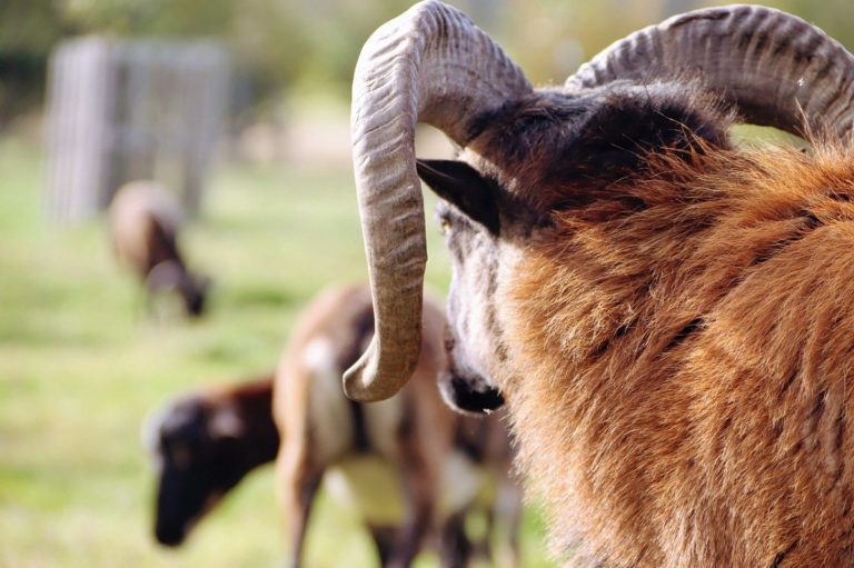 Trovata la capra ciclope, nata con un solo grande occhio in mezzo alla fronte: VIDEO incredibile