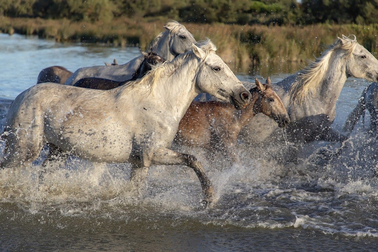 cavalli paura acqua