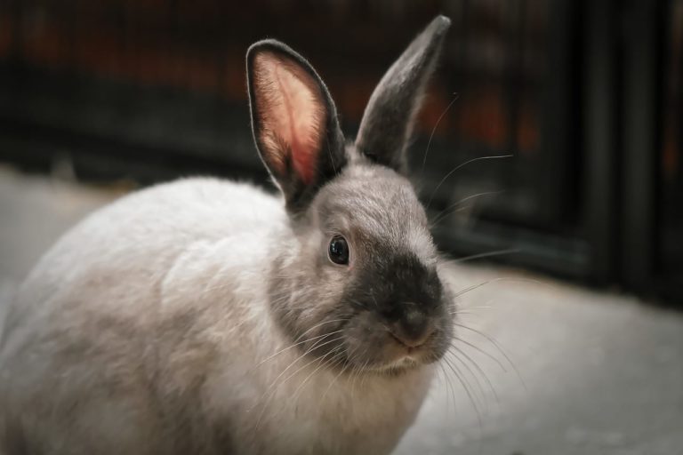 Rogna auricolare nel coniglio: le cause, i sintomi e come curarla