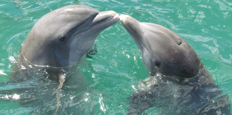 I delfini comunicano come gli esseri umani? Usano “parole” precise