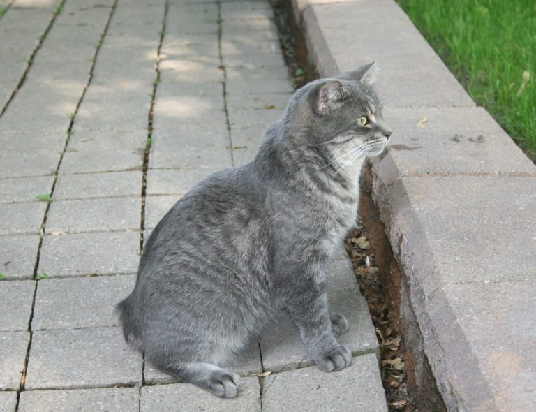 Specie di gatti senza coda: caratteristiche e possibili rischi per la loro salute