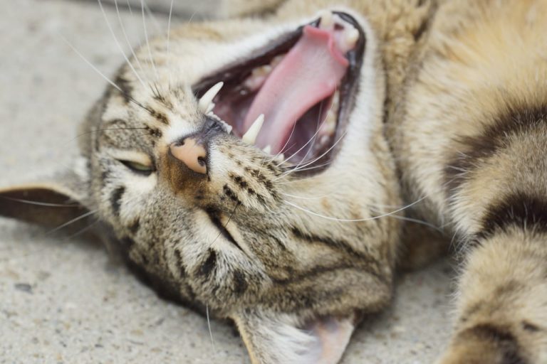 Igiene orale nel gatto, come prendersi cura di denti e bocca