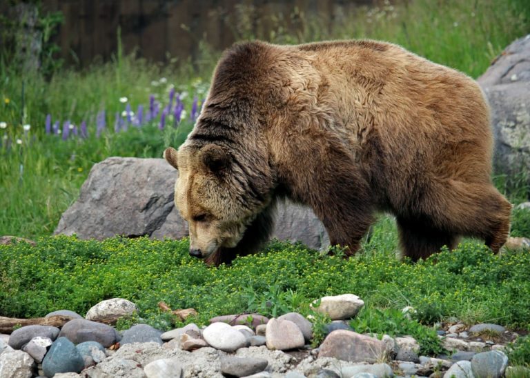 L’orso dagli occhiali: razza poco conosciuta e dall’aspetto simpatico [FOTO]