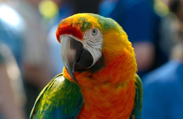 Il pappagallo becca troppo forte: segreti per aiutarlo a smettere